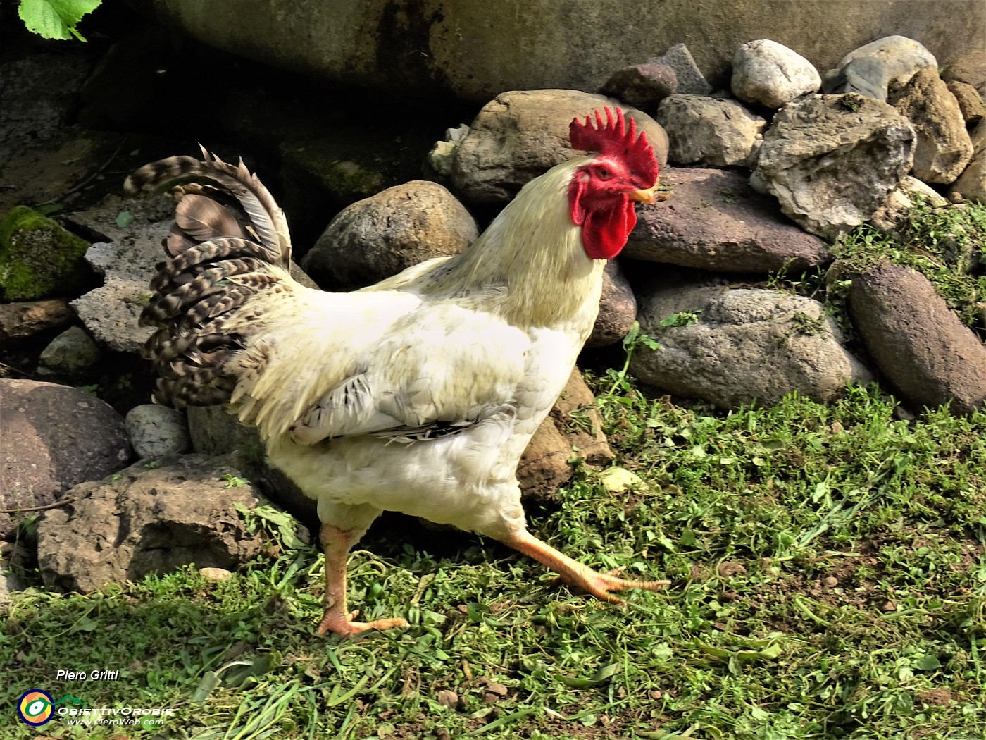 22 Un gran bel gallo salendo la stradetta per la chiesetta di Al Dero.JPG